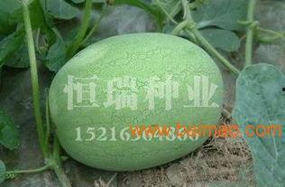 山东今日小瓜价格,市场行情一览