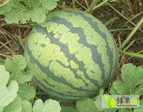 qq吃瓜爆料基地在哪里,QQ吃瓜爆料基地神秘所在地大起底