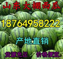 山东小白瓜今日行情,价格波动，市场需求旺盛