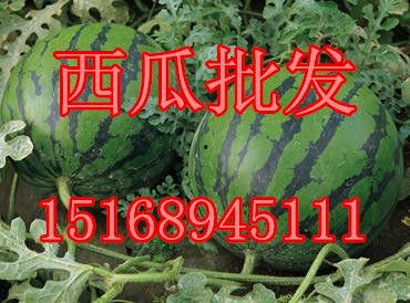 山东小白瓜今日行情,价格波动，市场需求旺盛
