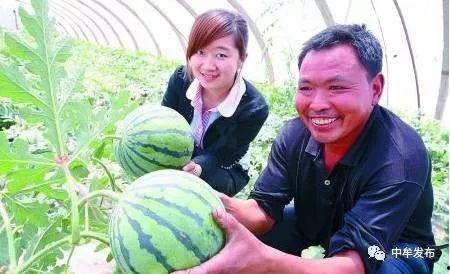 中牟大棚瓜今日价格,价格行情一览