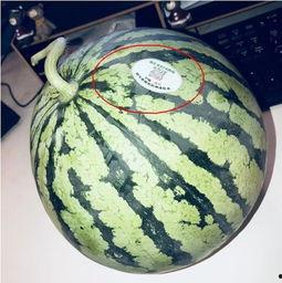 甘肃陇南网红吃瓜,甘肃陇南特色美食之旅