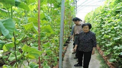 利辛吃瓜最新事件爆料是真的吗,真相揭秘还是网络谣言？