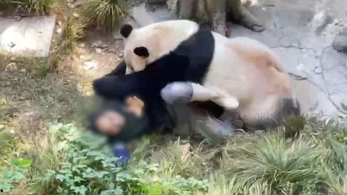 美国饲养员爆料新闻视频,视频曝光惊人内幕