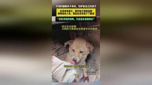 河南大狗爆料视频大全集,揭秘幕后真相与热点事件