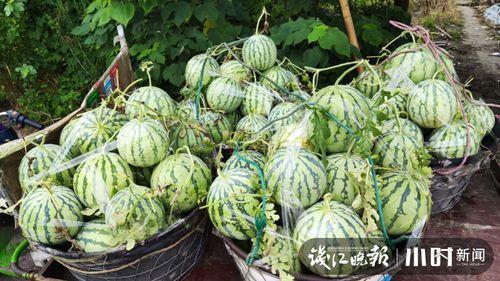 山东两位网红吃瓜是谁啊,两位网红引发网络热议