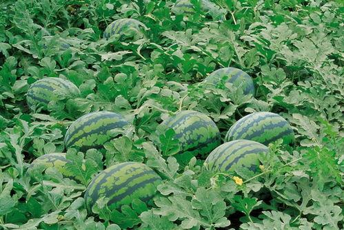 吃瓜爆料张凌赫视频大全,吃瓜爆料背后的精彩瞬间