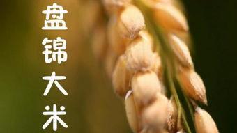 大米市 在线观看,在线观看，揭秘大米市场的风云变幻