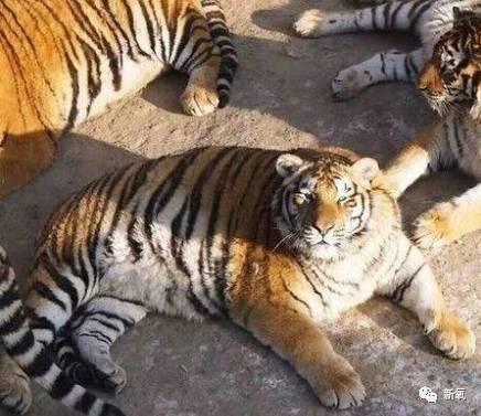 球商小老虎最新爆料,最新爆料背后的精彩故事