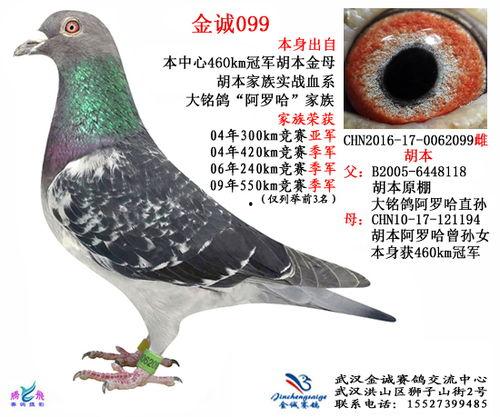 武汉鸽子最新爆料,揭秘城市生活背后的不为人知故事