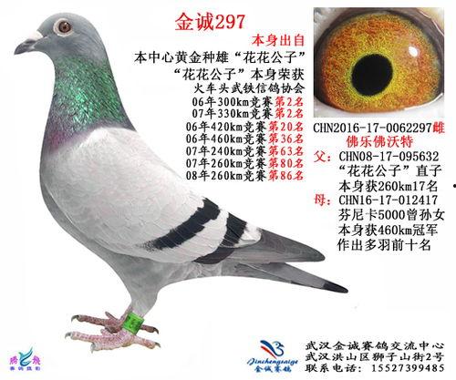 武汉鸽子最新爆料,揭秘城市生活背后的不为人知故事