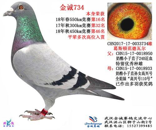 武汉鸽子最新爆料,揭秘城市生活背后的不为人知故事