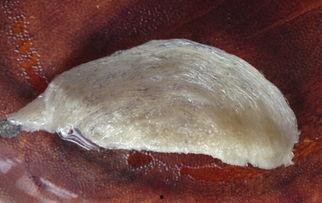 谁爆料的假燕窝视频,视频揭露行业黑幕