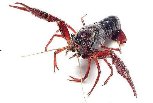 巩义爆料小龙虾事件视频,食品安全疑云再起